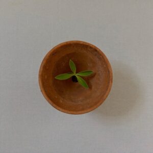 How to validate a business idea: a single seedling growing from a small terracotta pot