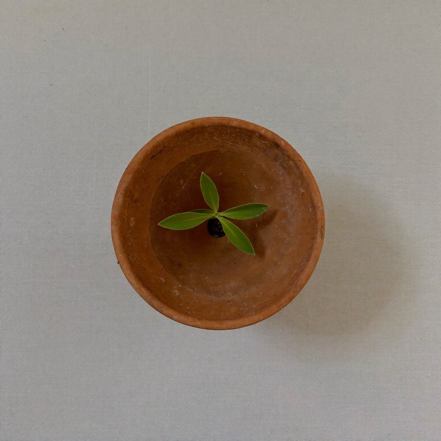 How to validate a business idea: a single seedling growing from a small terracotta pot