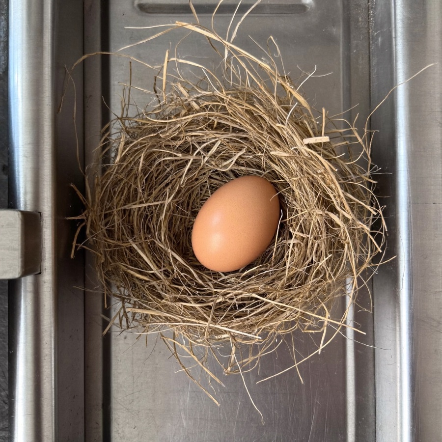 A brown egg in a straw nest on brushed steel