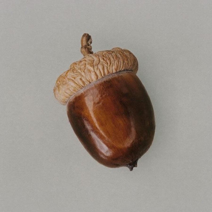 A single acorn, the small start every business book is really about