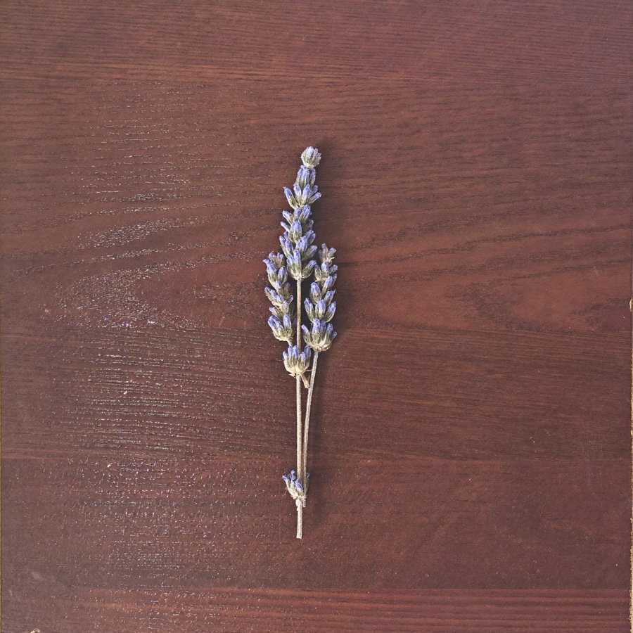 A sprig of dried lavender, a quiet nod to a steadier sleep schedule