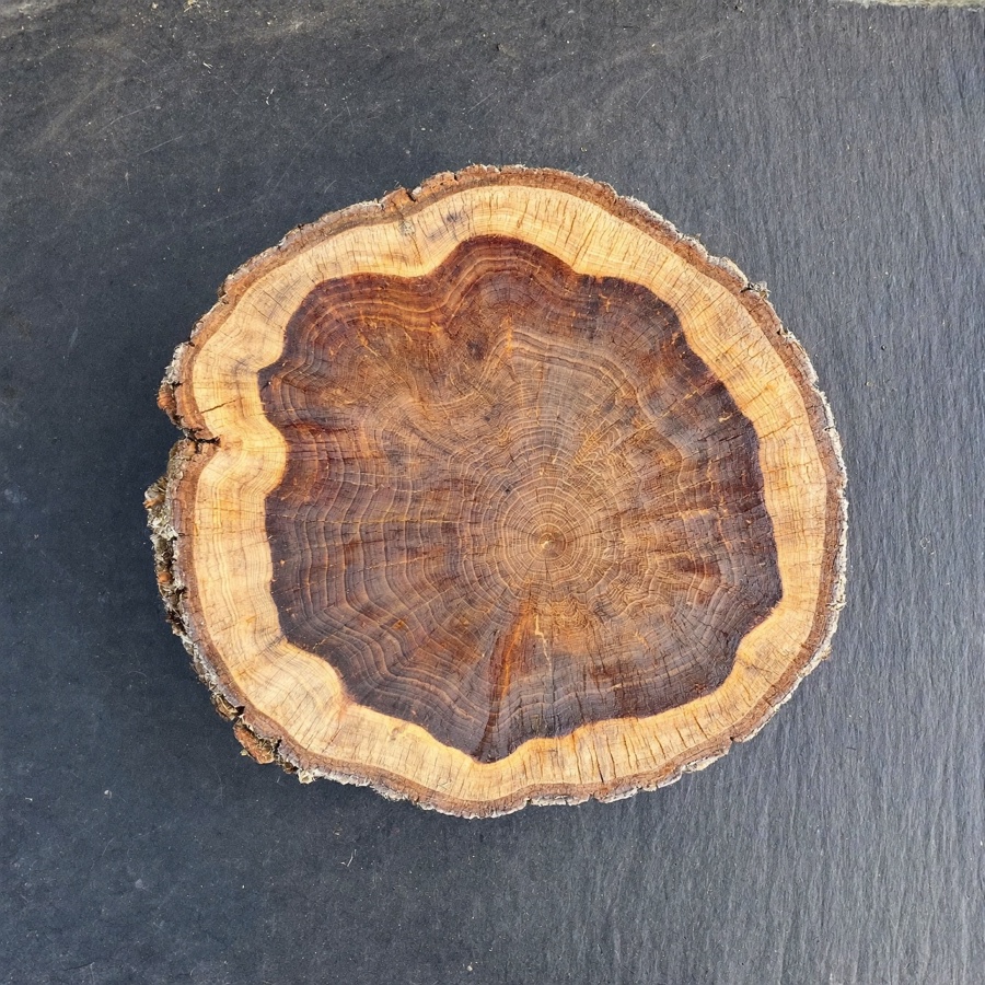 A slice of oak trunk with its growth rings, one ring for each year, standing in for net worth by age