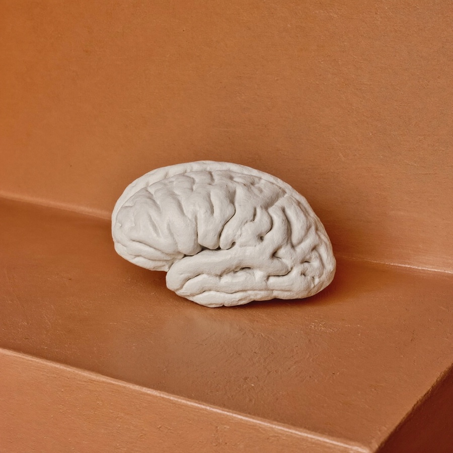 A white plaster model of a brain on terracotta, for an article on psychology books worth an executive's time