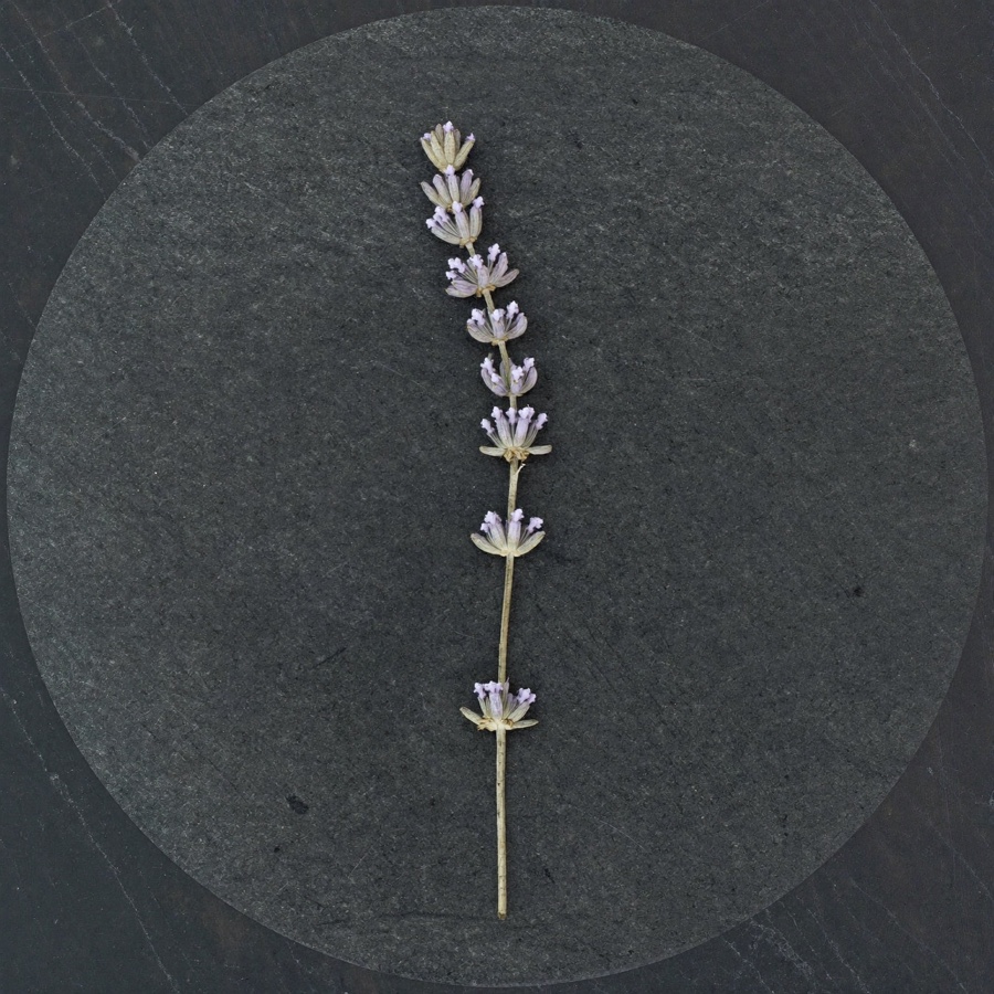 A sprig of dried lavender on slate, for an article on how to get more deep sleep
