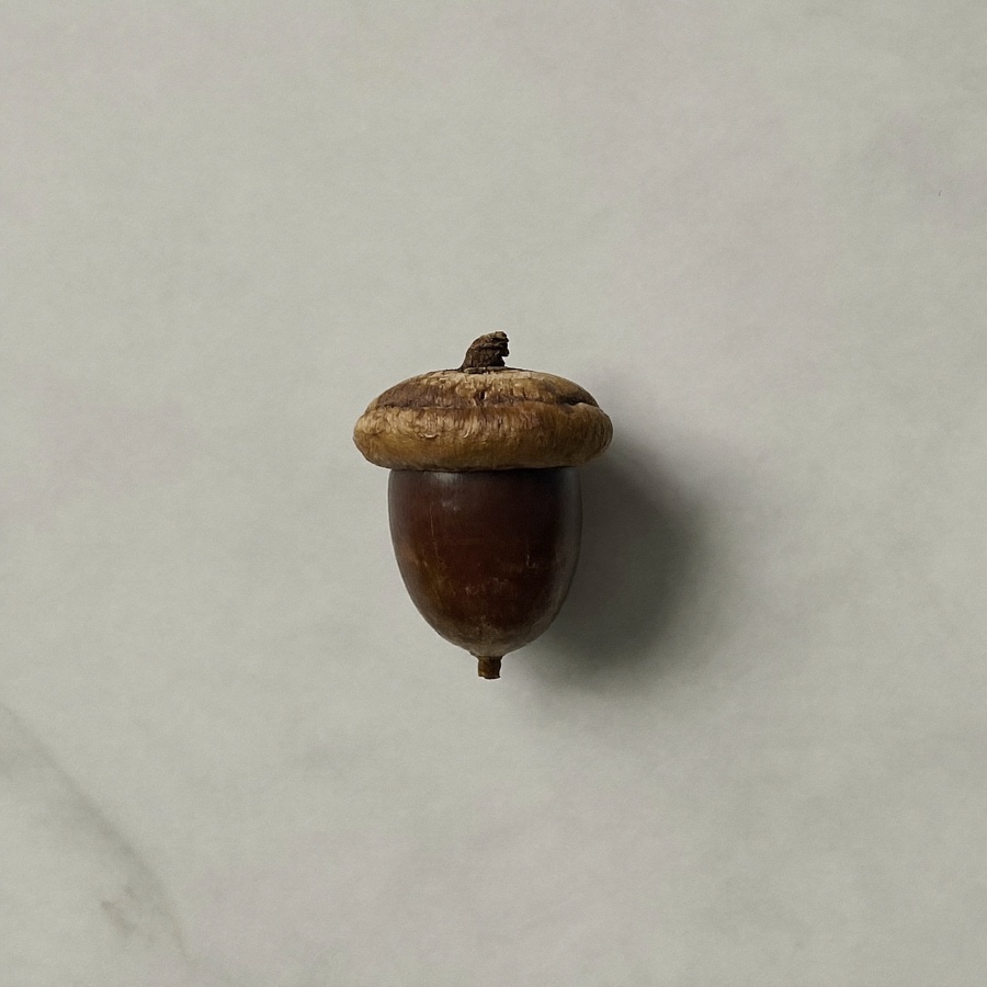 An acorn on white marble, for an article on 403b vs 401k retirement plans