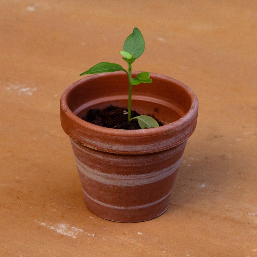 A seedling in a terracotta pot, for an article on the roth ira 5 year rule